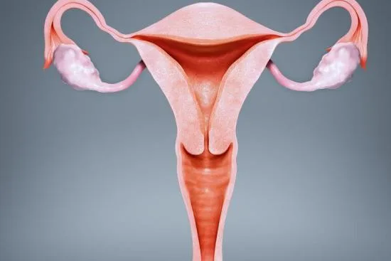 Endometrium Endometrium