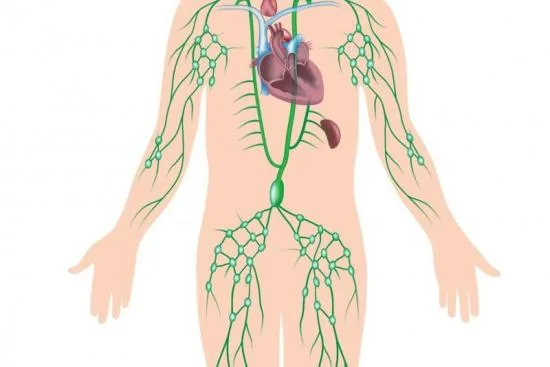 Role of lymph nodes 2026 Role of lymph nodes 2026