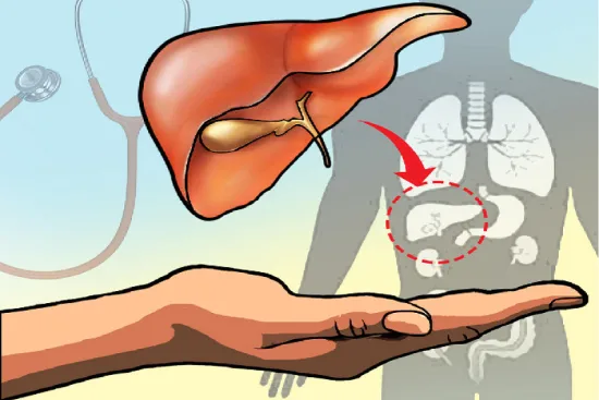 Taux de réussite transplantation foie Taux de réussite transplantation foie