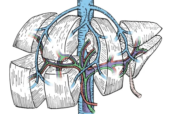 Postoperative follow-up and recovery after hepatectomy 2026 Postoperative follow-up and recovery after hepatectomy 2026