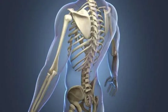 What is orthopedics? 2026 What is orthopedics? 2026