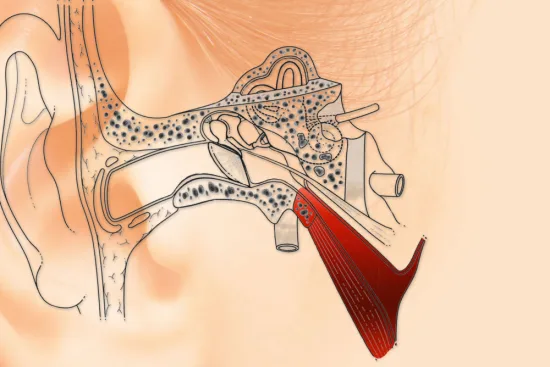 Signs of ossicular chain damage 2026 Signs of ossicular chain damage 2026