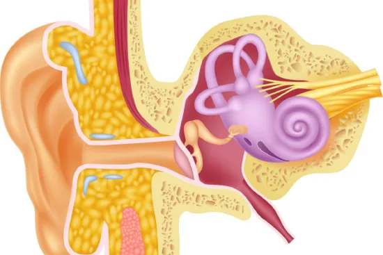 Risk factors for ossicular damage 2026 Risk factors for ossicular damage 2026