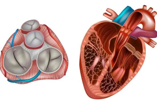 cardiac valves cardiac valves